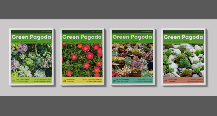Magazine Design